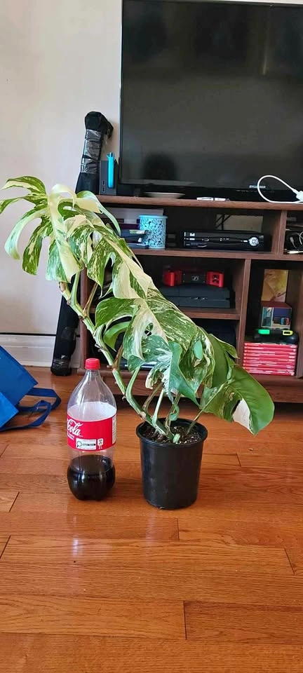 Big Monstera Albo (Plant #3)