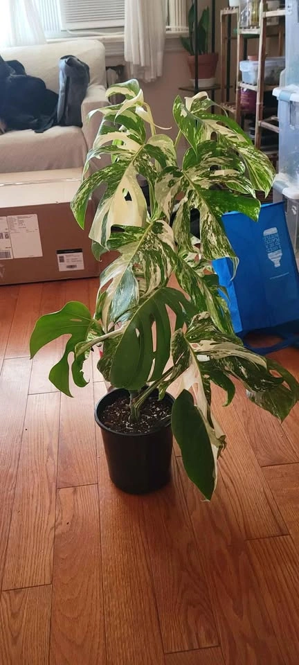 Big Monstera Albo (Plant #3) - photo 2