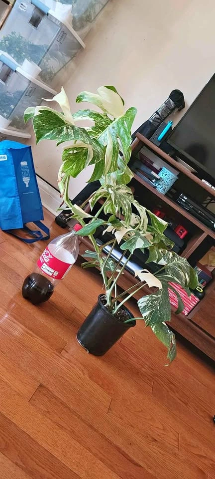 Big Monstera Albo (Plant #2)