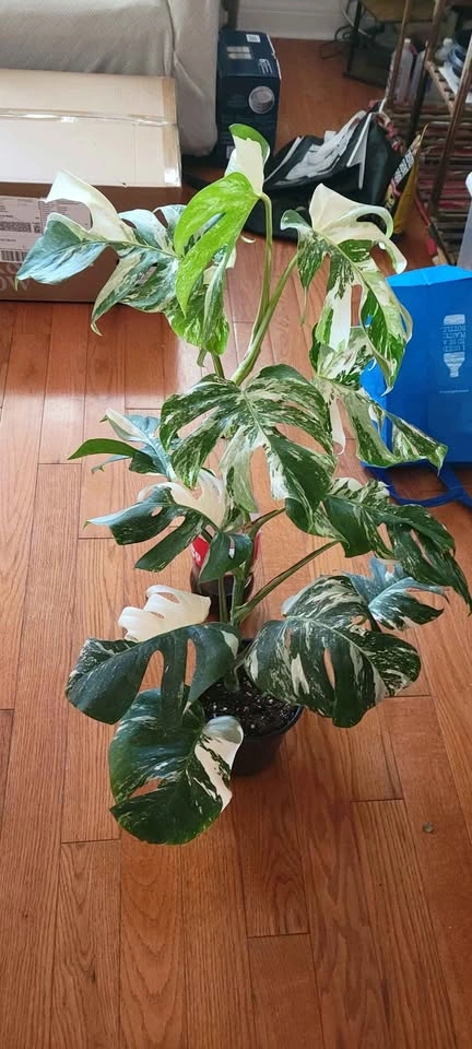 Big Monstera Albo (Plant #2) - photo 2