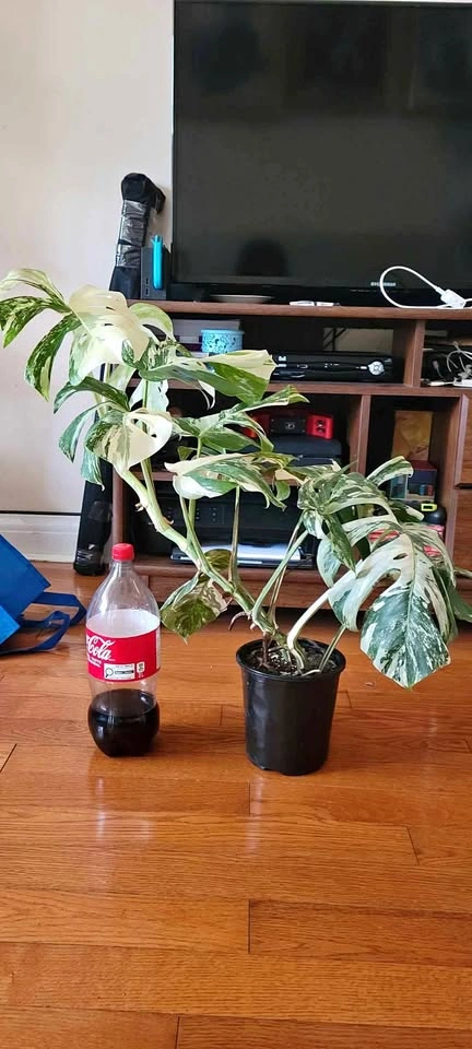 Big Monstera Albo (Plant #1)