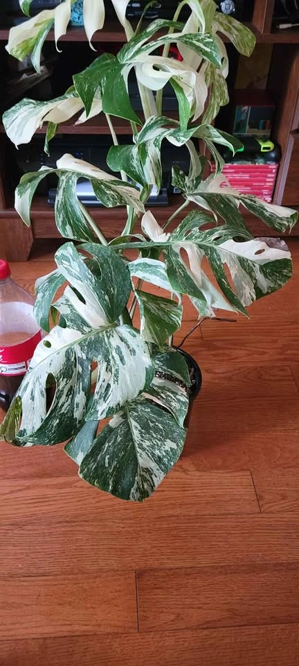 Big Monstera Albo (Plant #1) - photo 2