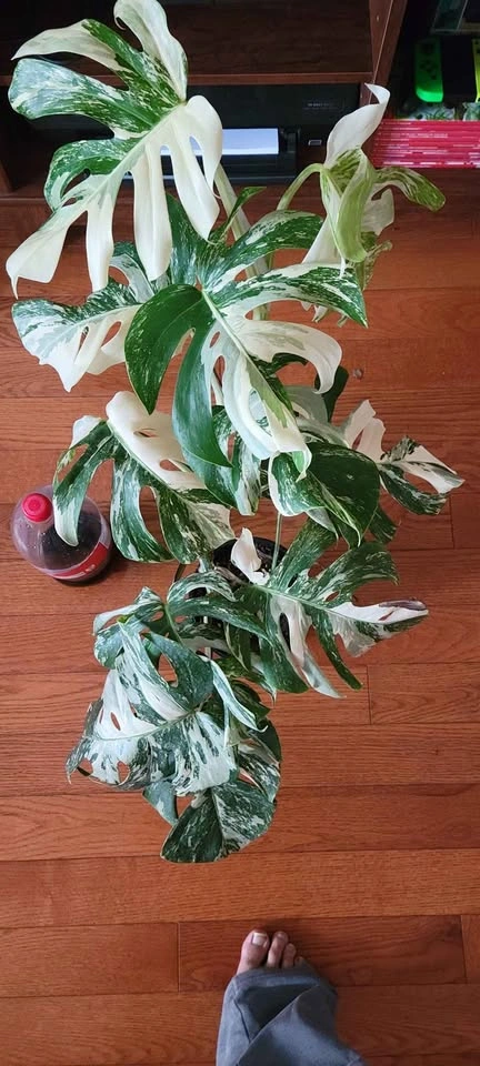 Big Monstera Albo (Plant #1) - photo 3