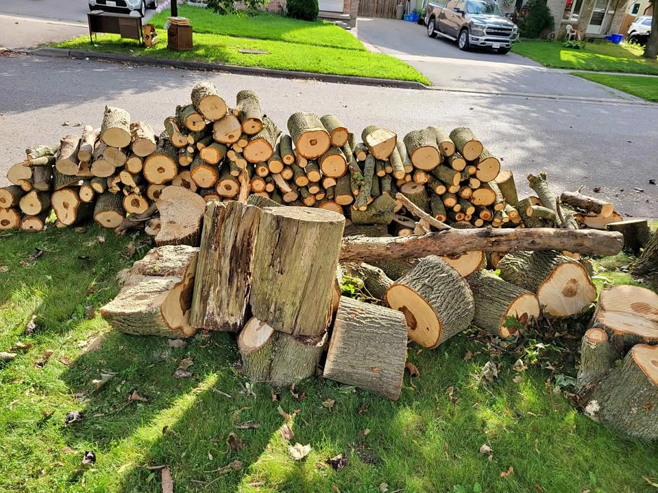 Free Norway Maple Firewood Logs