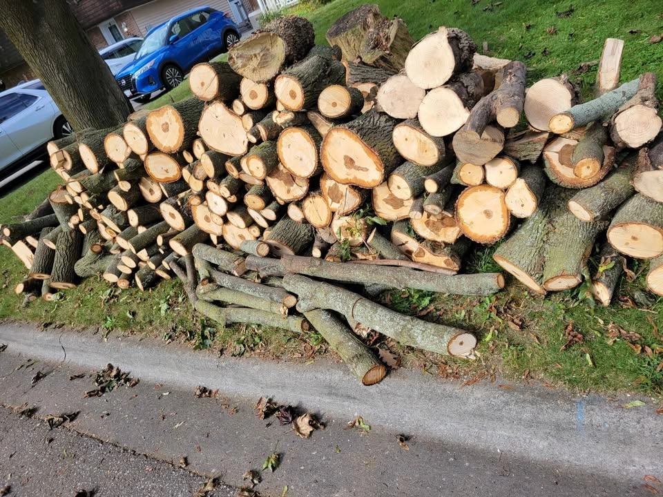 Free Norway Maple Firewood Logs - photo 2