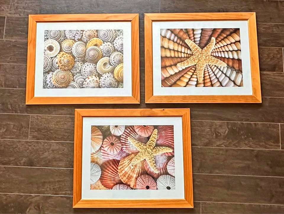 Set of 3 Ikea Seashell Pictures/Frames