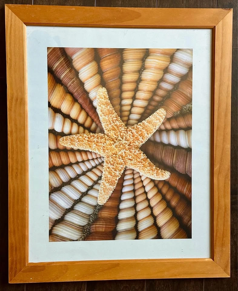 Set of 3 Ikea Seashell Pictures/Frames - photo 2