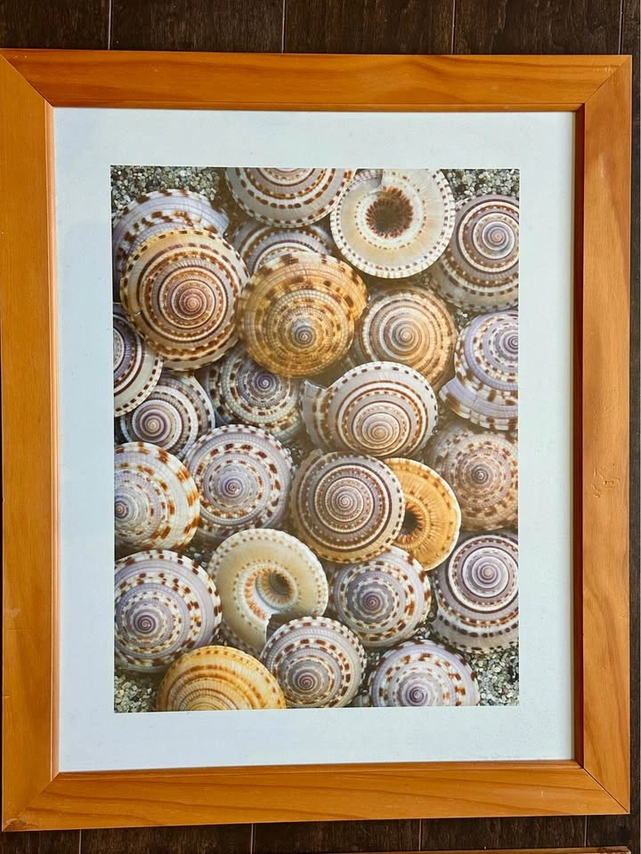 Set of 3 Ikea Seashell Pictures/Frames - photo 3