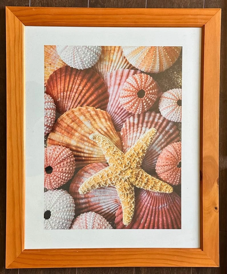 Set of 3 Ikea Seashell Pictures/Frames - photo 4