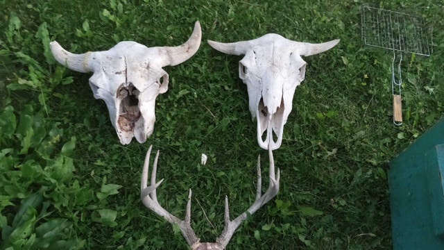 sunbleached bison skulls and antlers