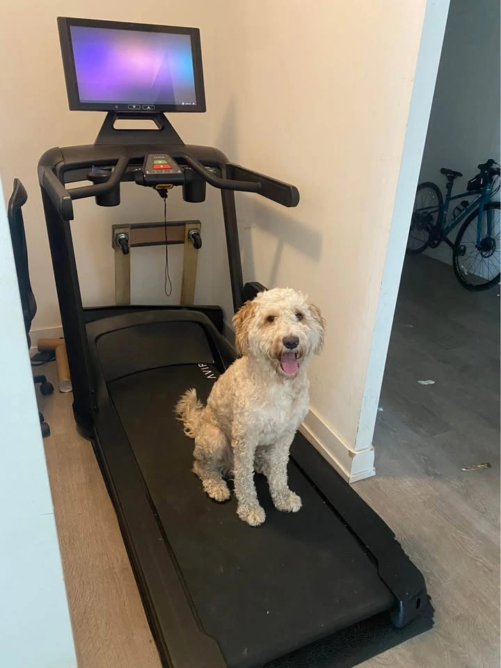 Aviron Victory Smart Treadmill – 22” HD Touchscreen - photo 4