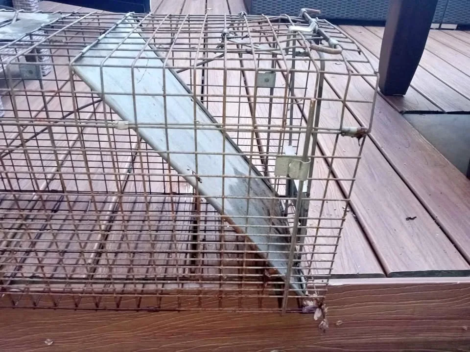 Animal Traps thumbnail