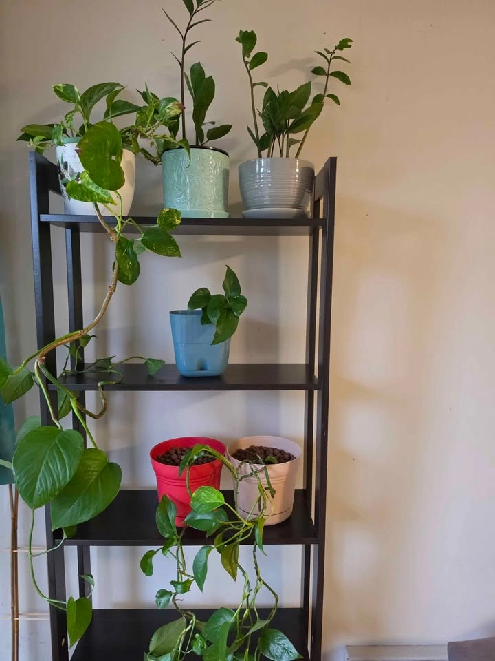 2 Wood Shelves - photo 5