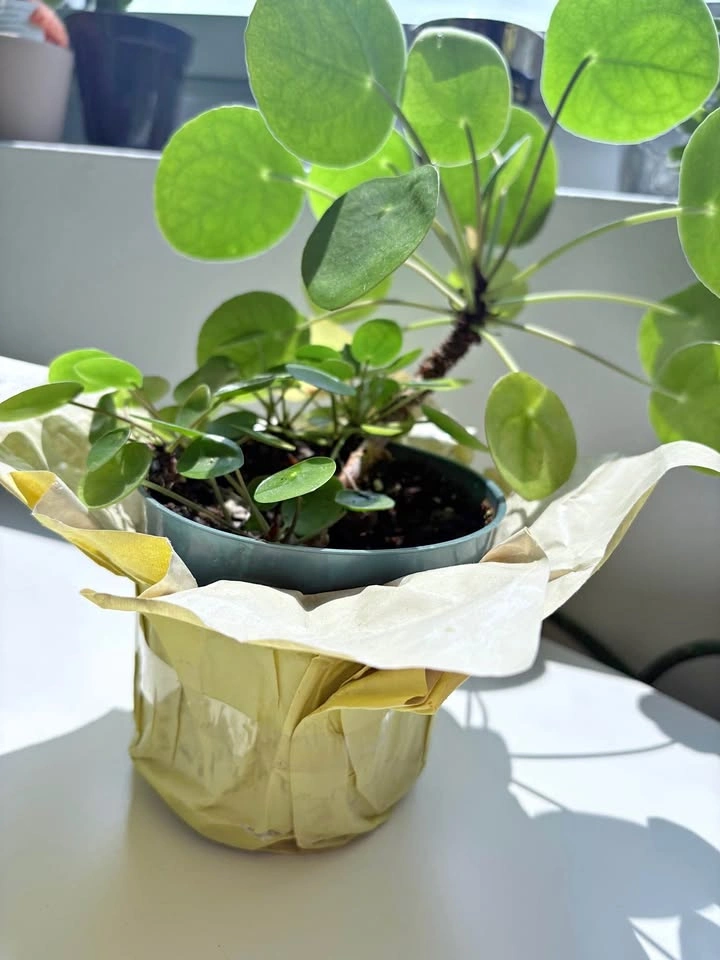Pilea Chinese Money Plant