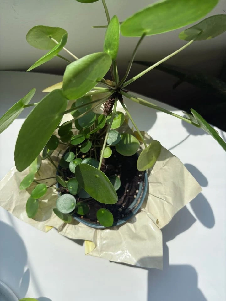Pilea Chinese Money Plant - photo 2