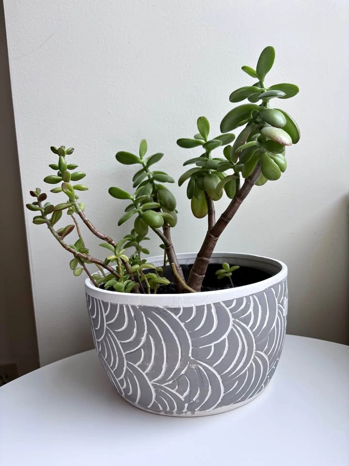 Succulent Plant with pot