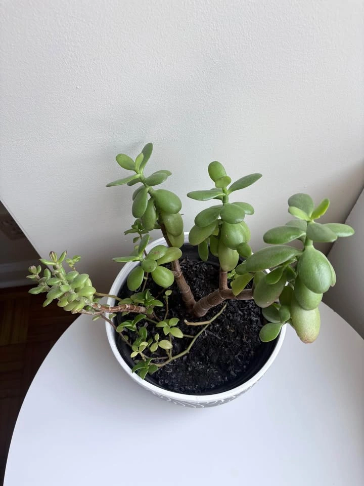 Succulent Plant with pot - photo 2