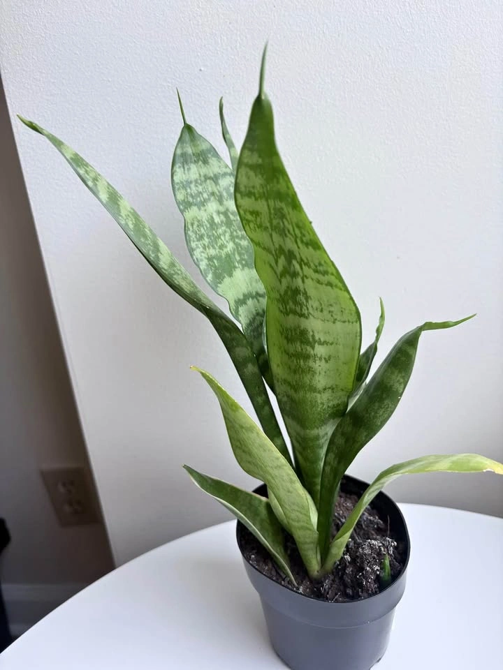 Snake Plant (Sansevieria)