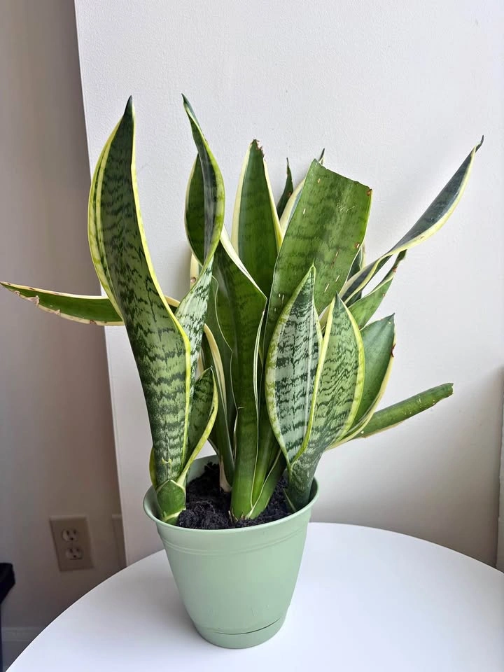 Snake Plant (Sansevieria) in Green Pot