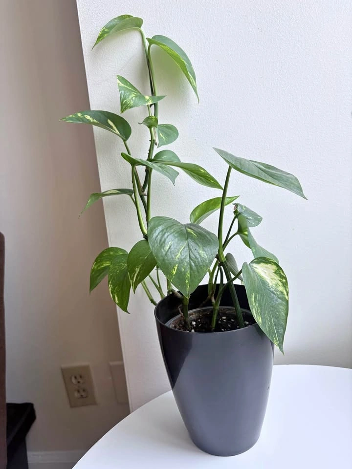 Pothos Plant in Black Pot