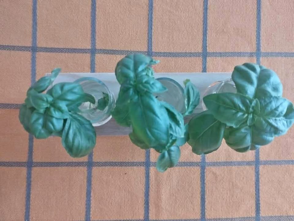 Rooted Basil cuttings with propagation vase