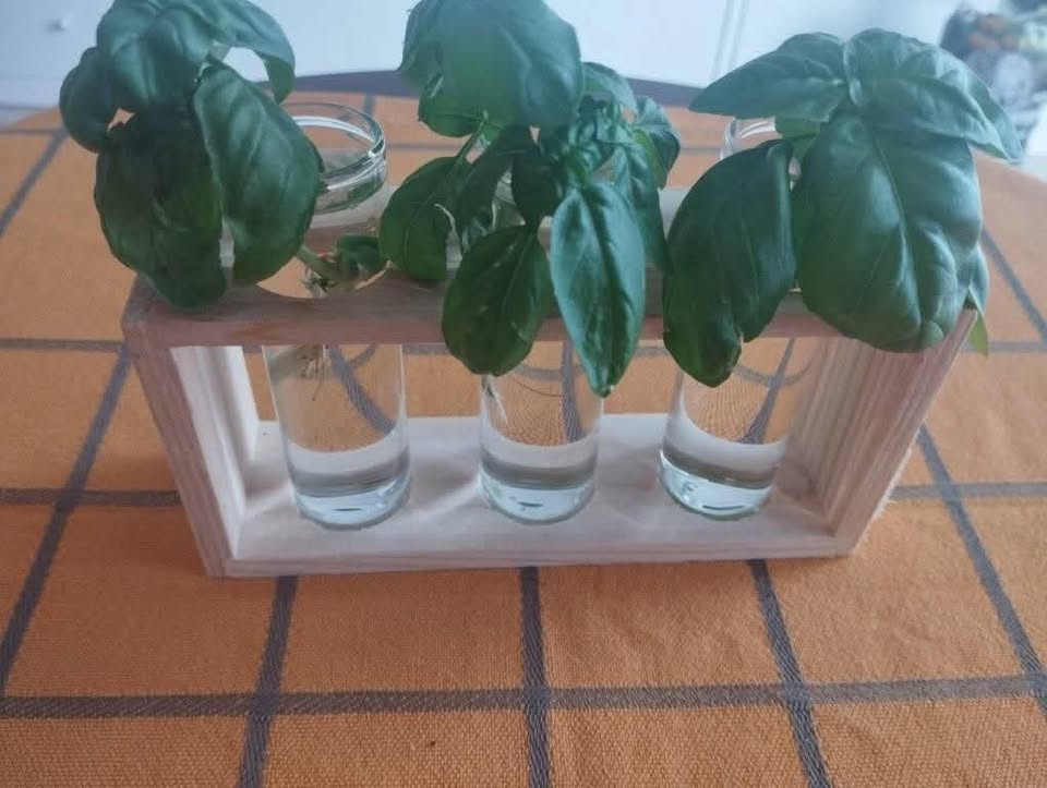 Rooted Basil cuttings with propagation vase - photo 2