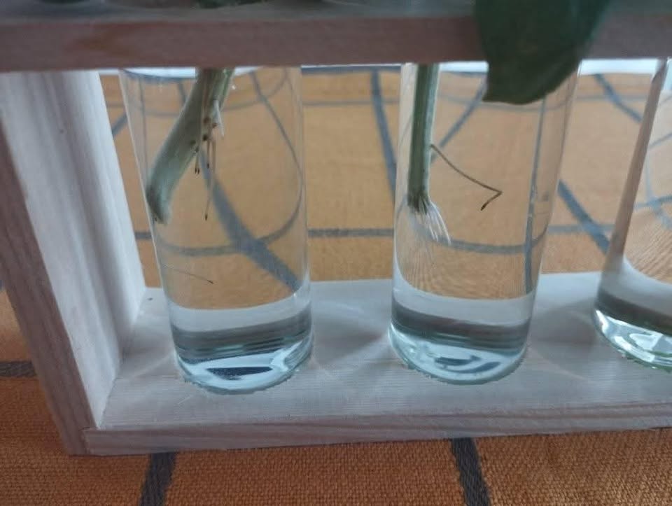 Rooted Basil cuttings with propagation vase - photo 3