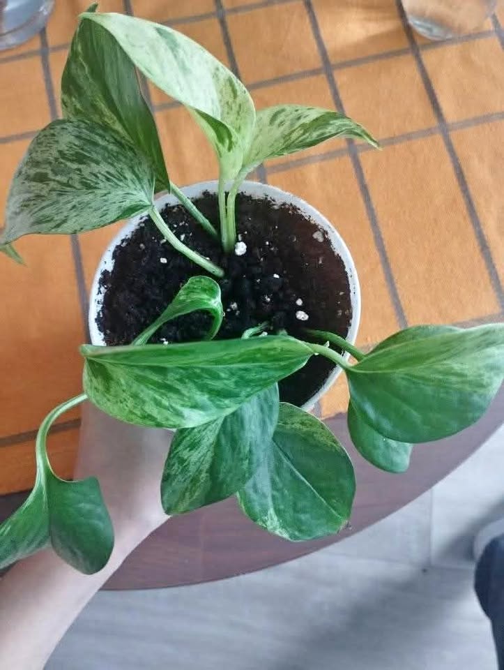 Golden Pothos plant