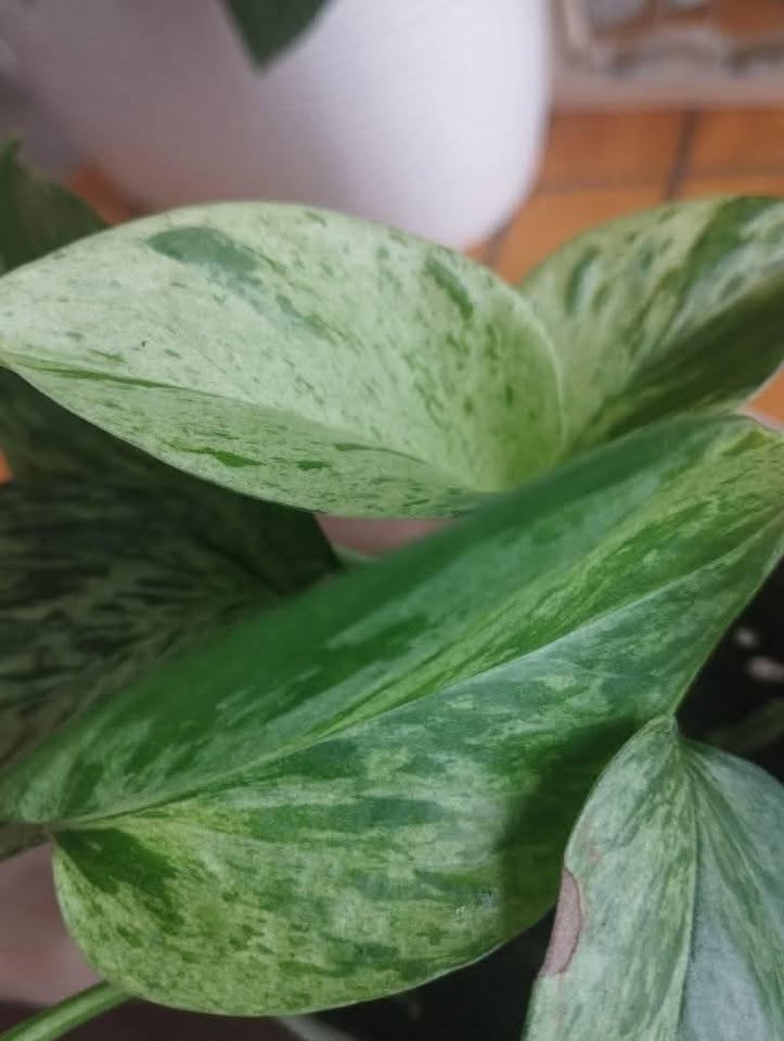 Golden Pothos plant - photo 2