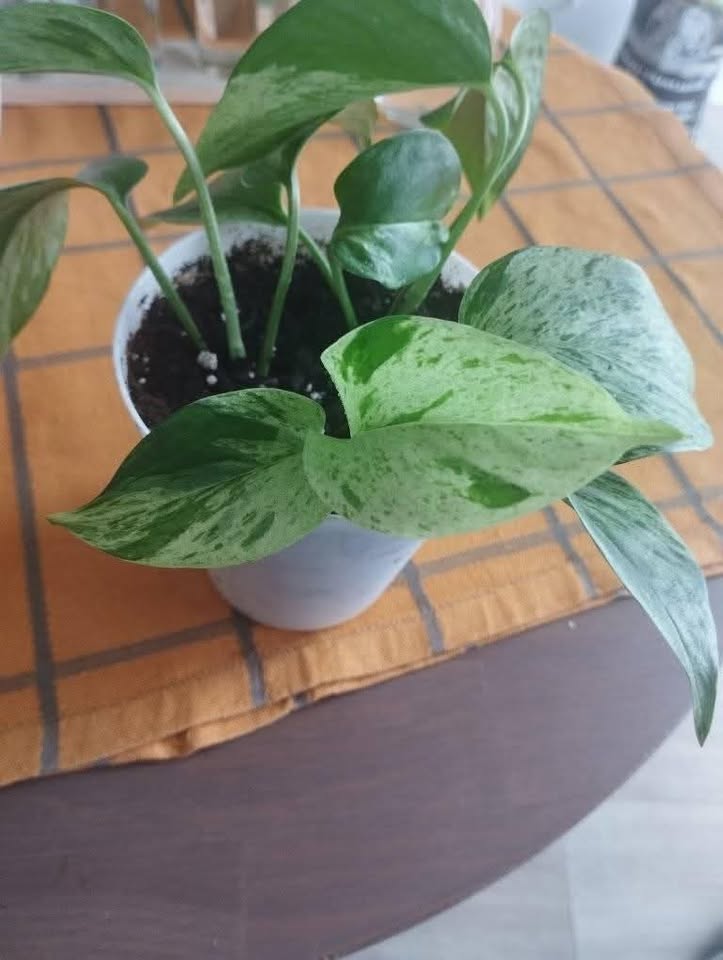 Golden Pothos plant - photo 3