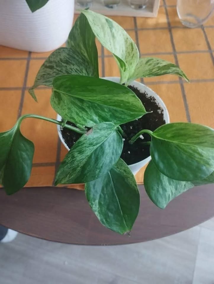 Golden Pothos plant - photo 4