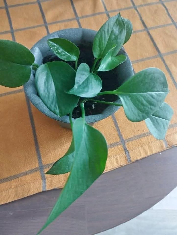 Jade Pothos plant