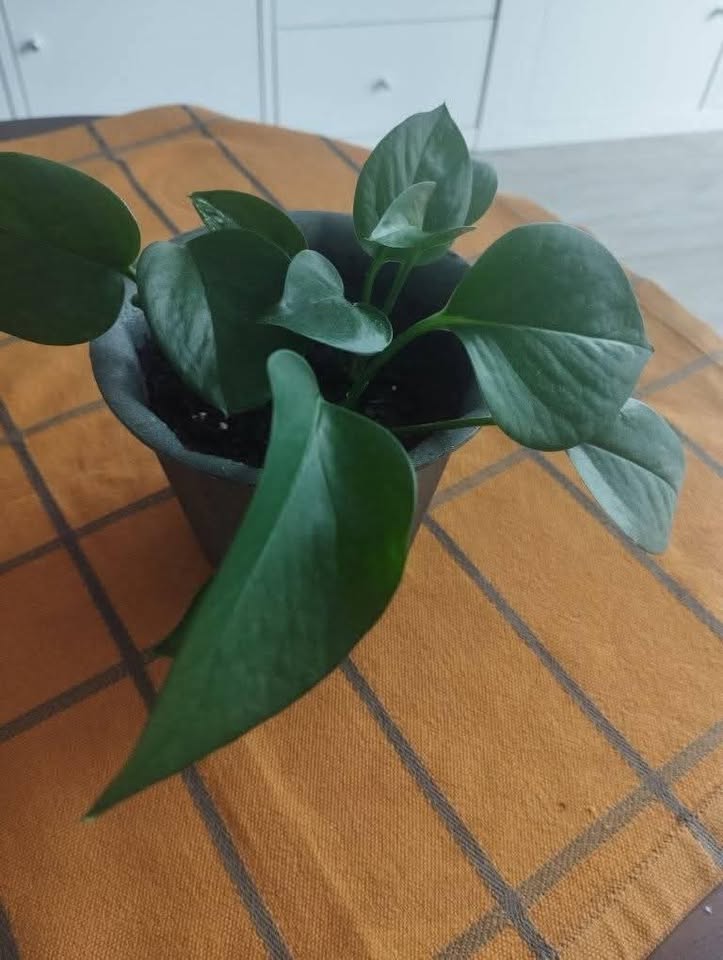 Jade Pothos plant - photo 2