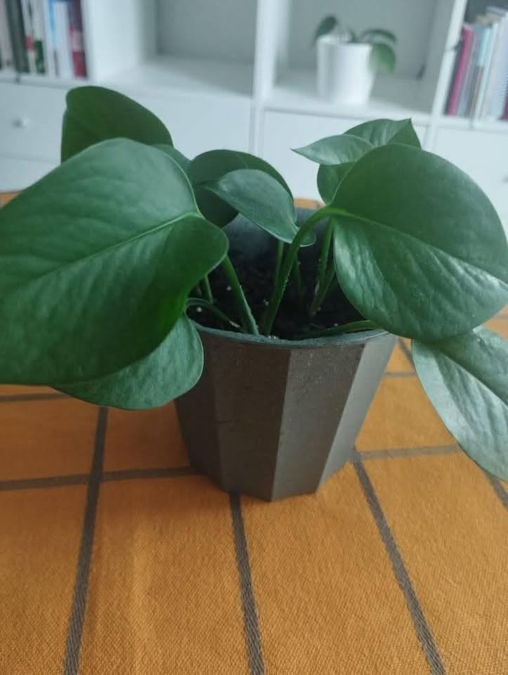 Jade Pothos plant - photo 3