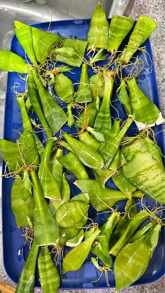 Rooted Snake Plant Leaf Cuttings/ $8 for all