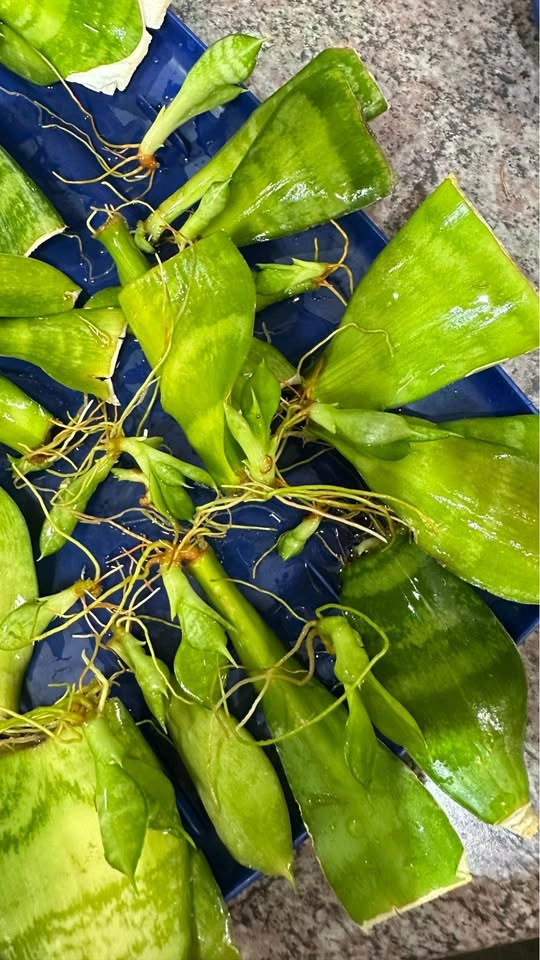 Rooted Snake Plant Leaf Cuttings/ $8 for all - photo 2