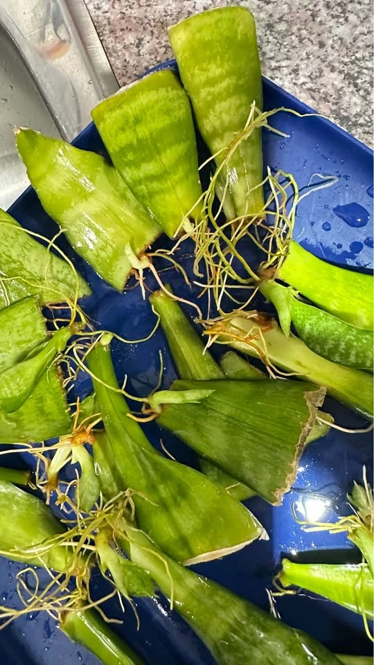 Rooted Snake Plant Leaf Cuttings/ $8 for all - photo 3