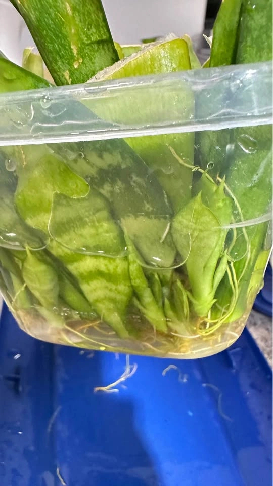 Rooted Snake Plant Leaf Cuttings/ $8 for all - photo 4