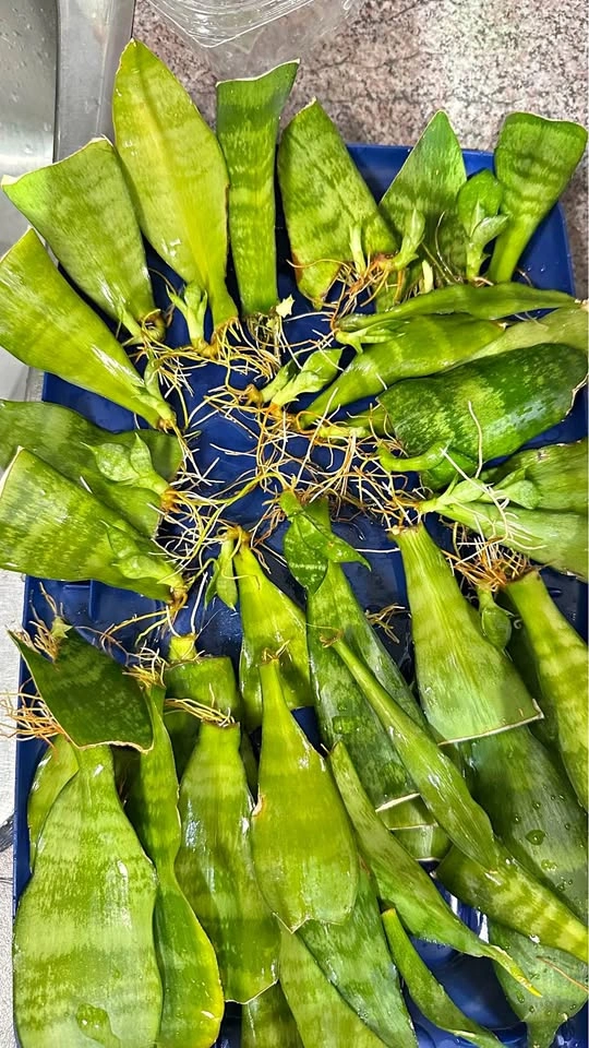 Rooted Snake Plant Cuttings/ $10 for all