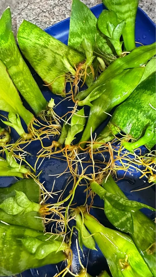 Rooted Snake Plant Cuttings/ $10 for all - photo 2