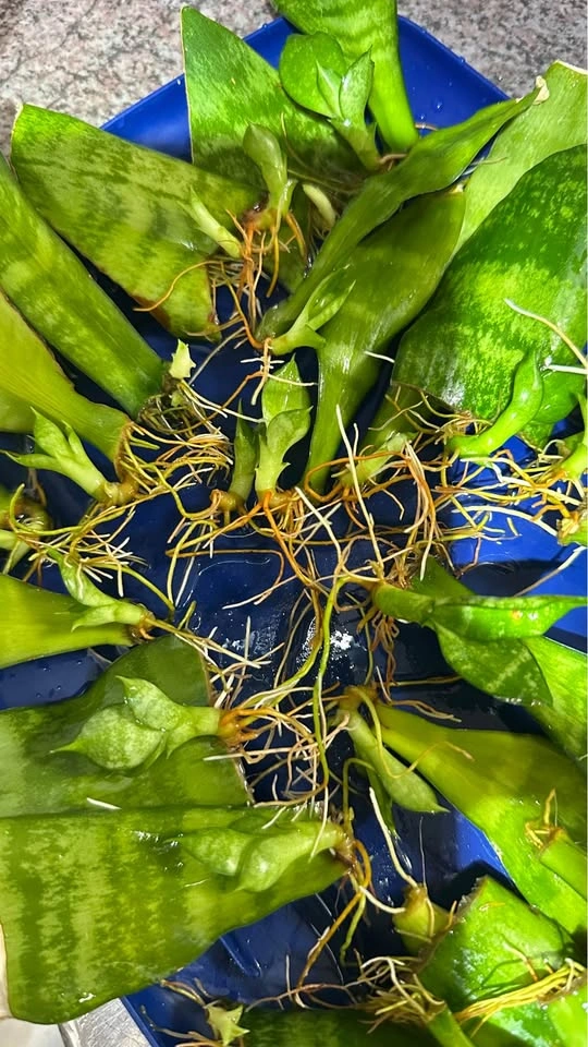 Rooted Snake Plant Cuttings/ $10 for all - photo 3