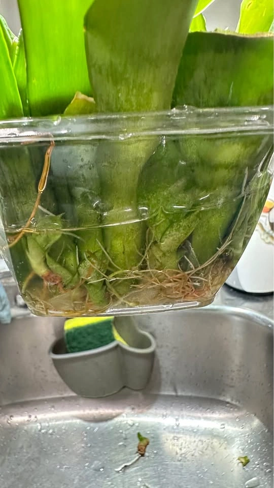 Rooted Snake Plant Cuttings/ $10 for all - photo 4
