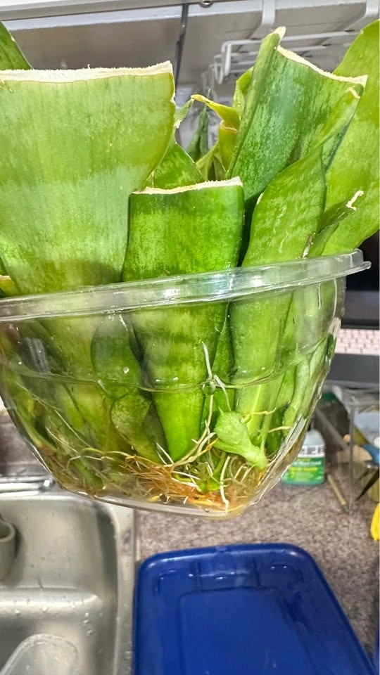 Rooted Snake Plant Cuttings/ $10 for all - photo 5