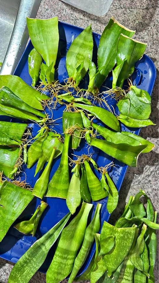 Rooted Snake Plant Leaf Cuttings and Pups/$8 for all
