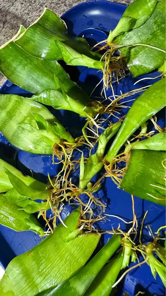 Rooted Snake Plant Leaf Cuttings and Pups/$8 for all - photo 2