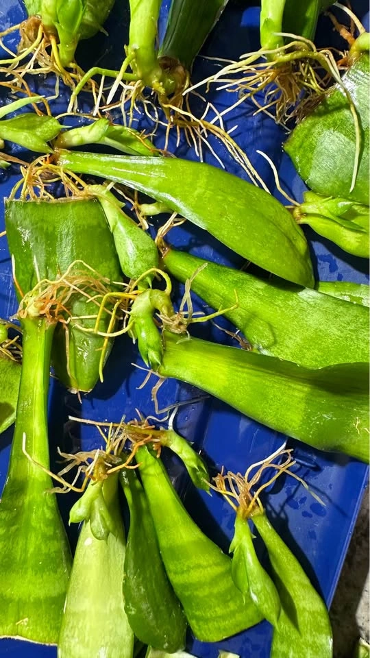 Rooted Snake Plant Leaf Cuttings and Pups/$8 for all - photo 3