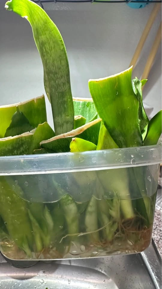 Rooted Snake Plant Leaf Cuttings and Pups/$8 for all - photo 4