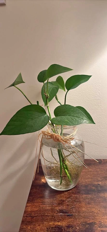 Pothos Plant in Glass Vase