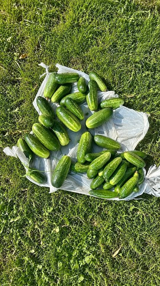 Fresh Garden Cucumbers