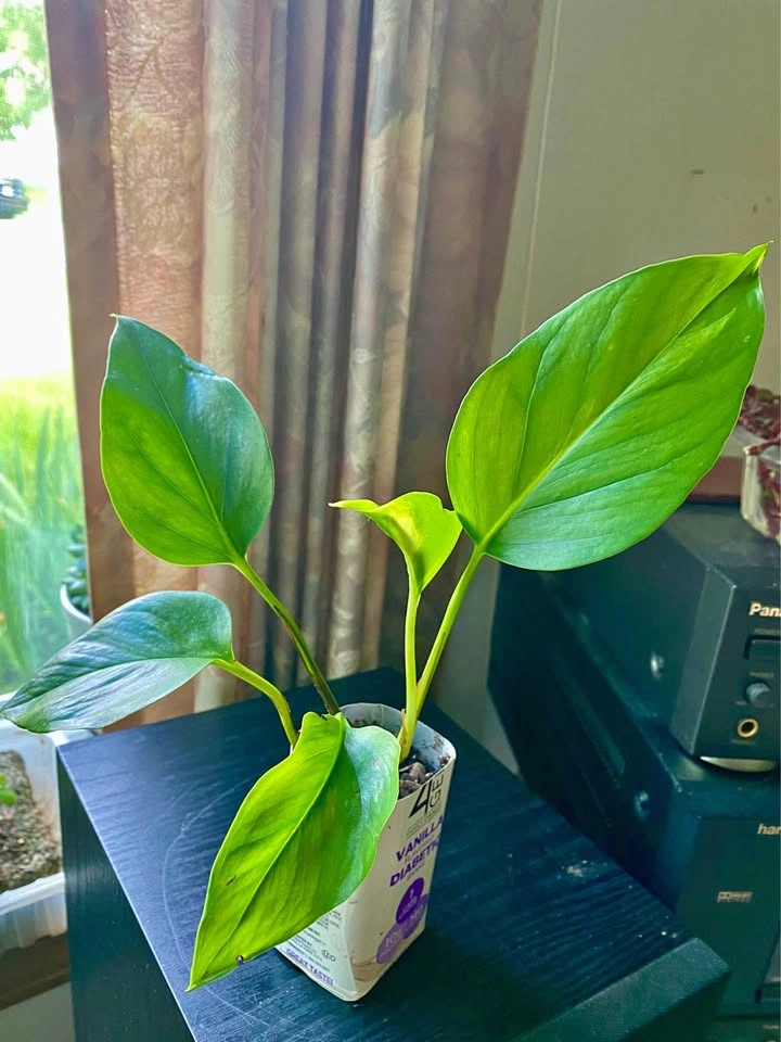 Young pothos